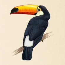Tukan kreslený