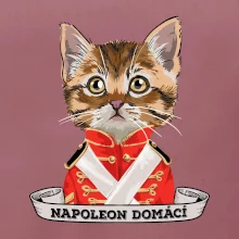 Napoleon domácí kočka