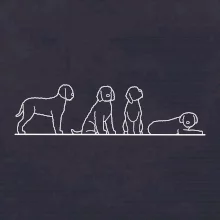 Lagotto romagnolo postavy linka