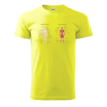 Skelet and Moscular system