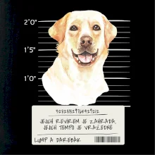 Lump a darebák labrador