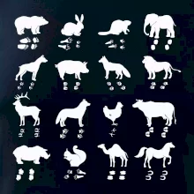 Zvířecí stopy s obrázkem zvířete - stopy zvířat