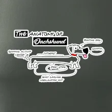 Jezevčík - Anatomie