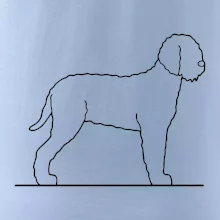 Lagotto romagnolo stojící Lagotto romagnolo stojící