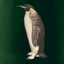 Tučňák kreslený vodovými barvami