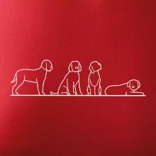 Lagotto romagnolo postavy linka