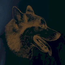 Husky - hlava z boku