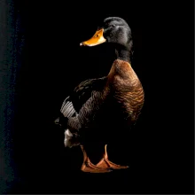 Kachna stojící černá fotka