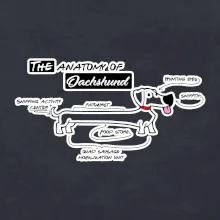 Jezevčík - Anatomie