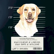 Lump a darebák labrador