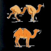 Pravda o velbloudech