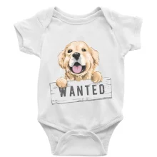 Zlatý retriever - štěně wanted