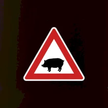 Dopravní značka - Pozor prase domácí