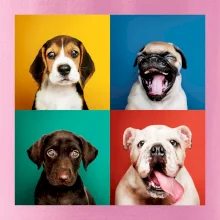 Psi štěňata koláž