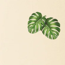 Monstera listy na prsu