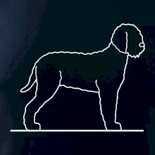 Lagotto romagnolo stojící