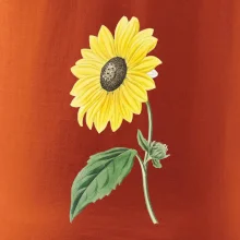 Slunečnice otočená