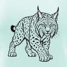 Zvířata Krkonoš – rys ostrovid