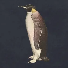 Tučňák kreslený vodovými barvami