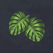 Monstera - dva listy