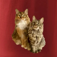 Kočky vectorizované  (Moňas)