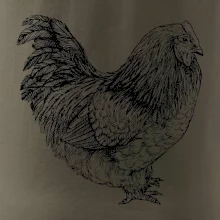 Slepice černobílá