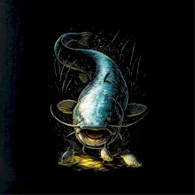 Obrázek sumec zepředu