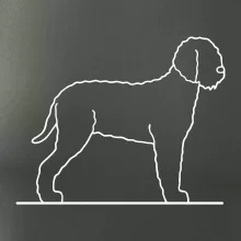 Lagotto romagnolo stojící Lagotto romagnolo stojící