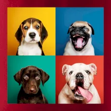 Psi štěňata koláž