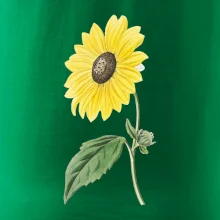 Slunečnice otočená