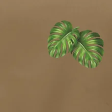 Monstera listy na prsu