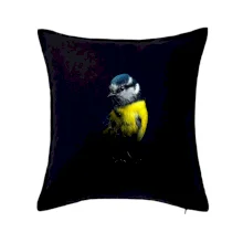 Sýkora modřinka černá fotka