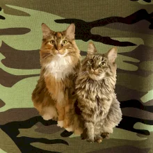 Kočky vectorizované  (Moňas)