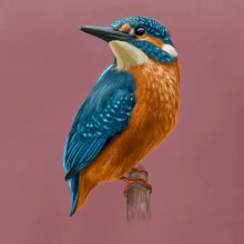 Lednáček kreslený