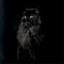 Perská kočka černá fotka