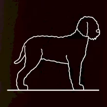 Lagotto romagnolo stojící