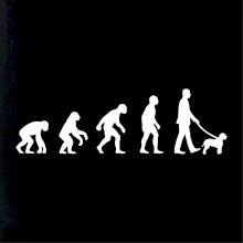 Lagotto romagnolo Evoluce muž / žena