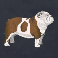 Vintage English bulldog