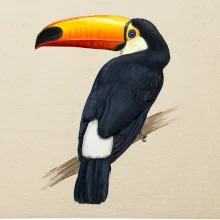 Tukan kreslený