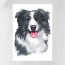 Border kolie vodová barva