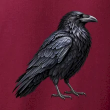 Zvířata Jizerských hor- Krkavec velký