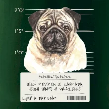 Lump a darebák mopsík