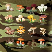 Atlas hub - triko s houbami