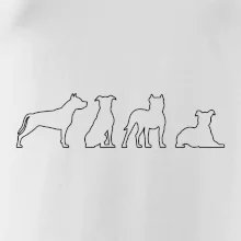 Americký stafordširský teriér v různých pozicích