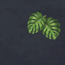 Monstera listy na prsu