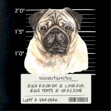 Lump a darebák mopsík