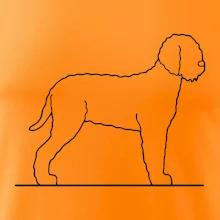 Lagotto romagnolo stojící