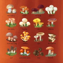 Atlas hub - triko s houbami