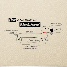 Jezevčík - Anatomie