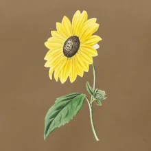 Slunečnice otočená